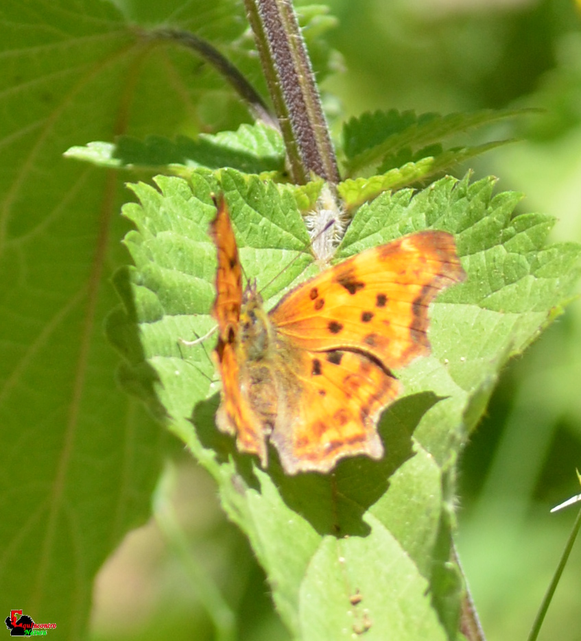 polygonia conferma